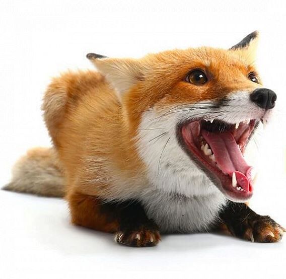 Fuchs